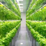 India's vertical farming challenge