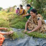 climate change and farm income in India