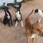 stray dog