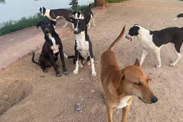 stray dog