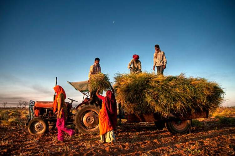agriculture
