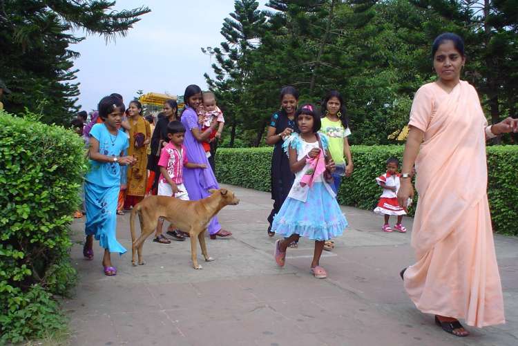 stray dogs vs human interest