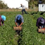 Growing exclusion of agricultural labour is undermining rural growth, highlighting the urgent need for social security and skill investment.