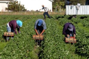 Growing exclusion of agricultural labour is undermining rural growth, highlighting the urgent need for social security and skill investment.