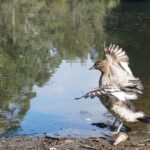 India’s Environment Audit Rules 2025