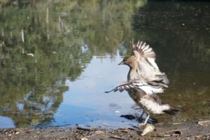 India’s Environment Audit Rules 2025