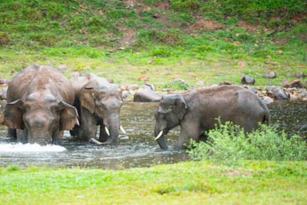 Kerala wildlife bill