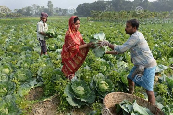 Tenant farmers in Andhra Pradesh face debt trap