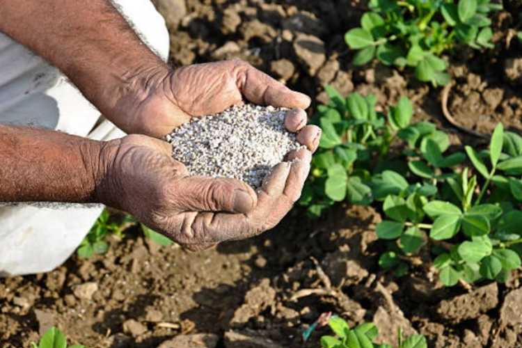 India’s fertiliser policy