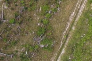 economic growth and nature