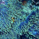 biodiversity loss in Asia Pacific