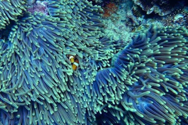 biodiversity loss in Asia Pacific