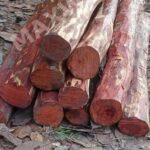 sandalwood policy india