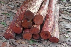 sandalwood policy india