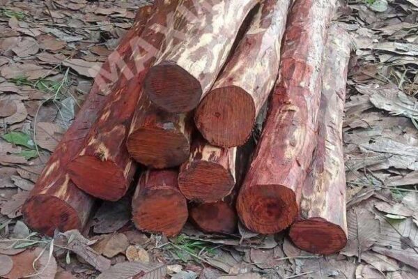 sandalwood policy india