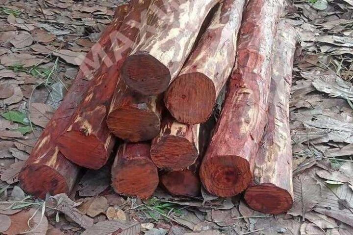 sandalwood policy india