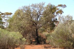 sandalwood policy india