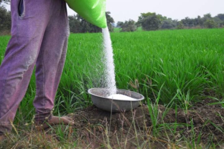 fertiliser subsidy