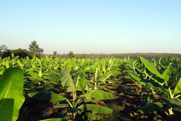 Plantation crops need FPO reform