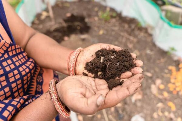 fertiliser subsidy