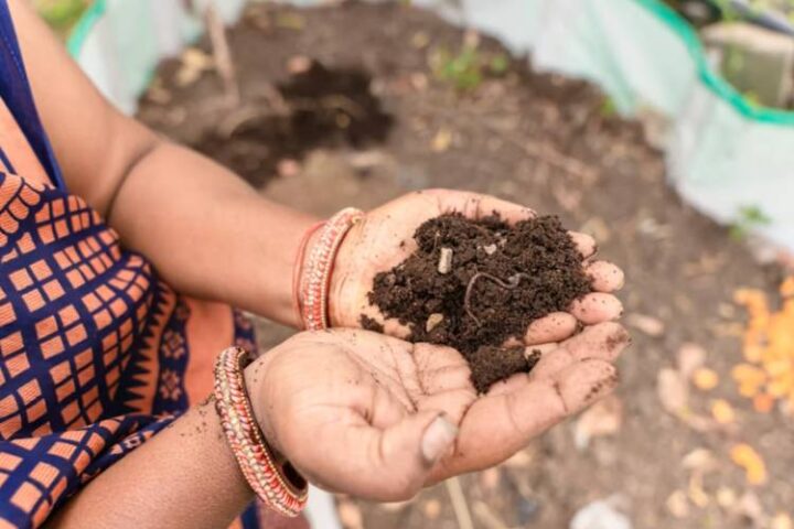 fertiliser subsidy