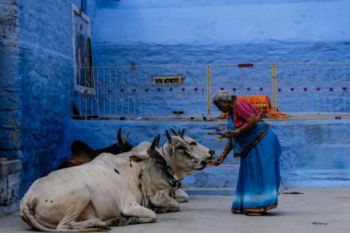 Dairy industry, cattle protection