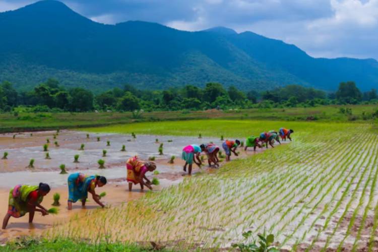 Crop insurance