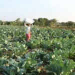 Fertiliser subsidy bill