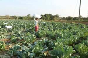 Fertiliser subsidy bill