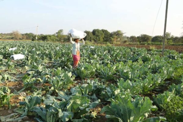 Fertiliser subsidy bill