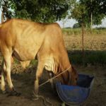 Dairy industry