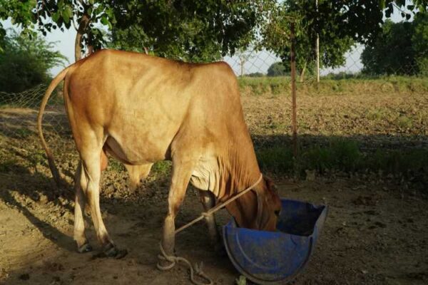 Dairy industry