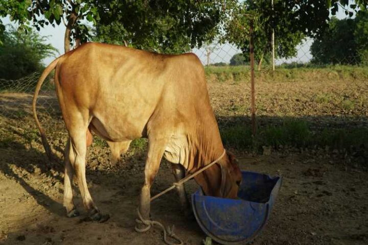 Dairy industry