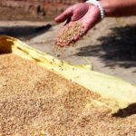 Food subsidy