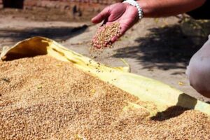 Food subsidy