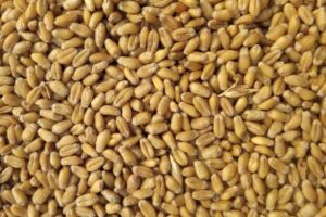 AAY ration reform