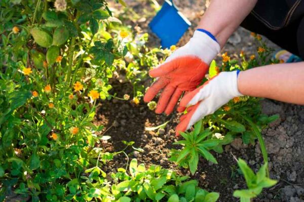 Fertiliser subsidy reform