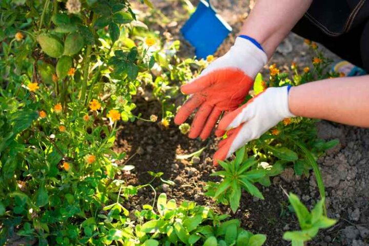 Fertiliser subsidy reform