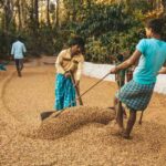 India’s farm crisis