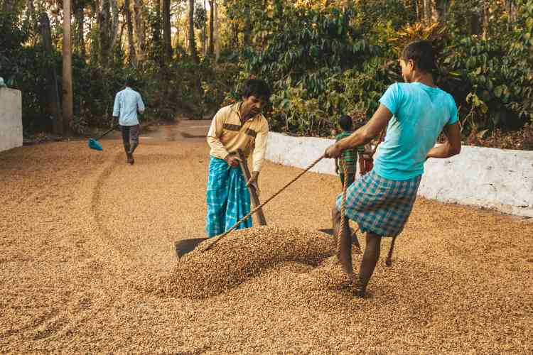 India’s farm crisis