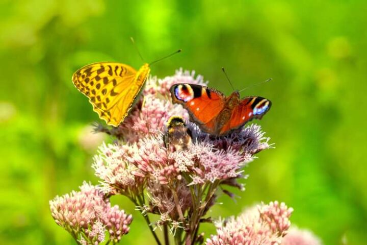 biodiversity spending outcomes