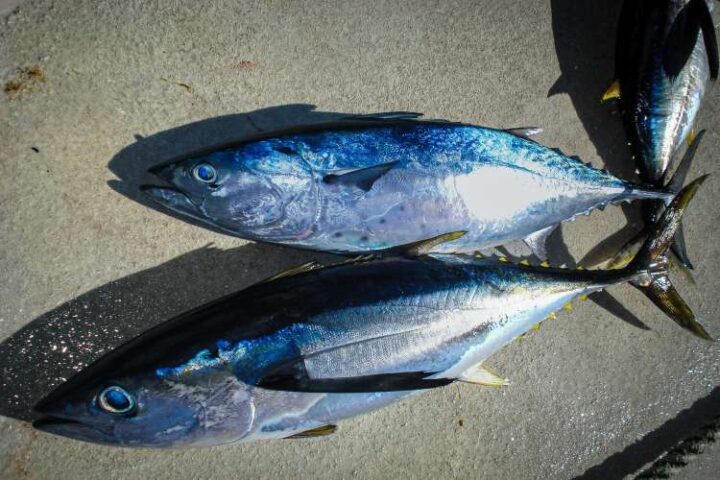High-seas fishing push
