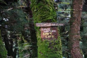 Forest finance