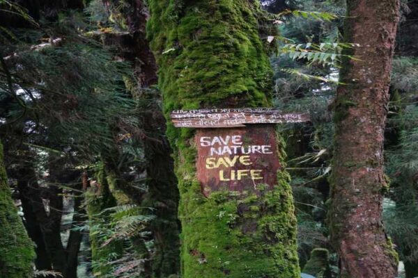 Forest finance