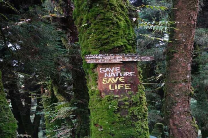 Forest finance