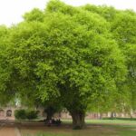 tree finance