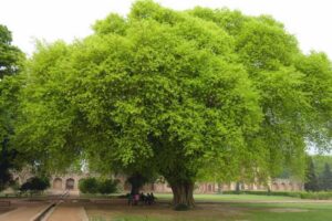 tree finance