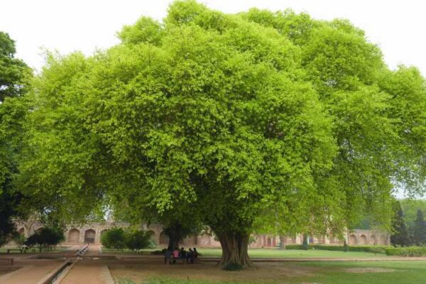 tree finance