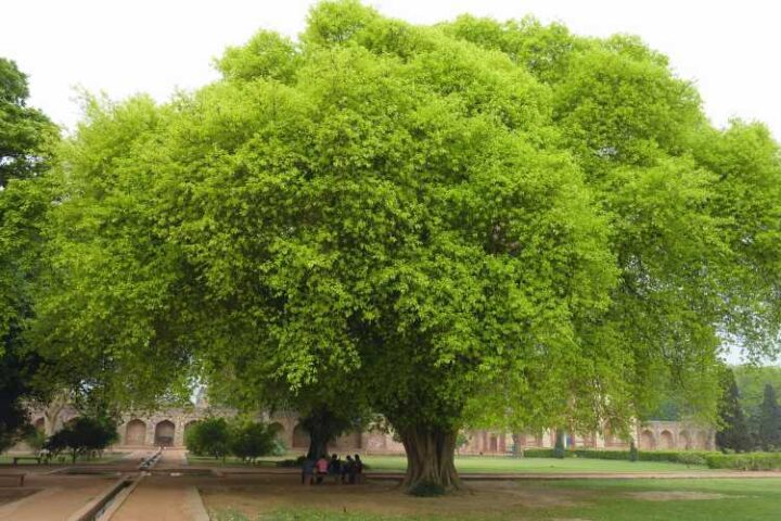tree finance